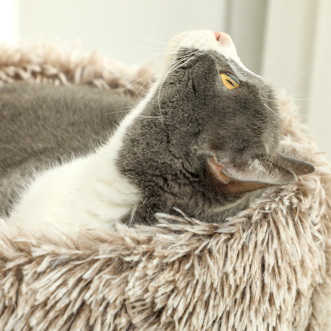 Kradsetræ, 87 cm, kattetårn med tyk kradsetræ, plysseng, indendørs, understøtter op til 6 kg, brun