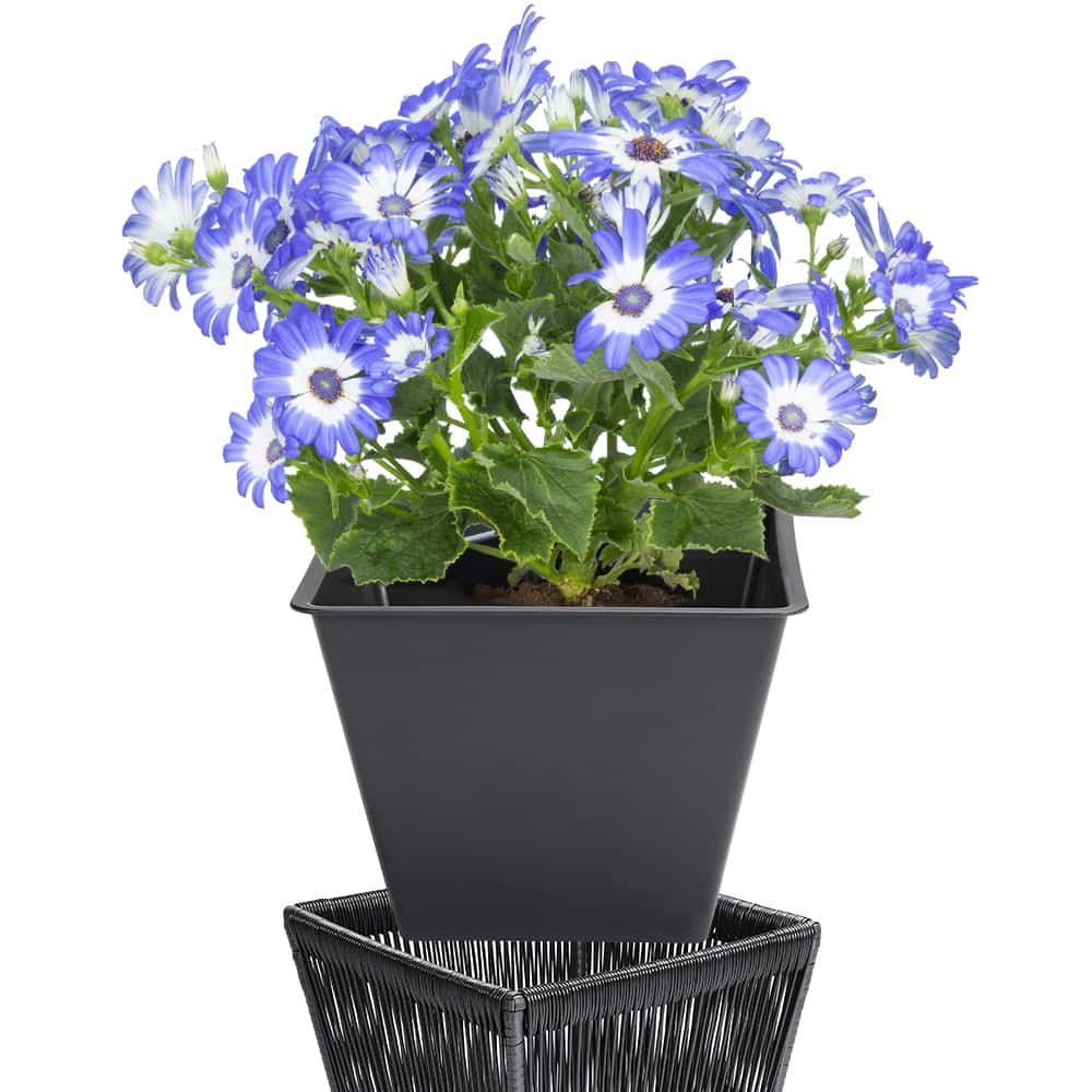 PLANTER ACAPULCO 2PCS Sæt sort 36x36x40cm